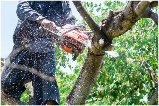 tree services Hallsburg